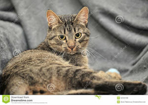Safe American Shorthair in Willow Grove, PA