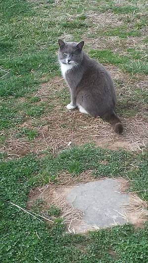 Safe Cat in Mount Airy, NC