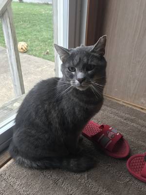 Safe Domestic Short Hair in Brunswick, OH US