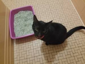 Safe American Shorthair in Woodhaven, NY