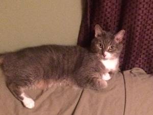 Safe Domestic Short Hair in Silver Spring, MD