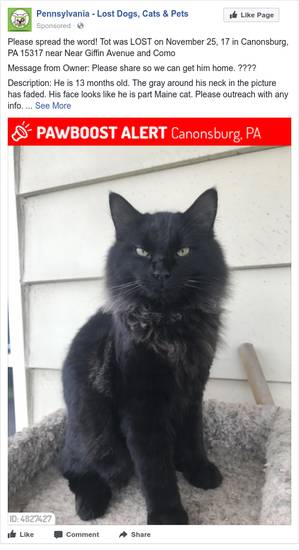 Safe Cat in Canonsburg, PA