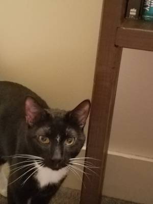 Safe American Shorthair in Lititz, PA