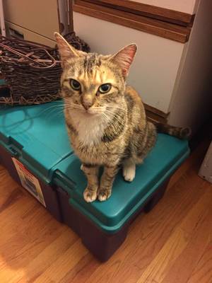 Safe American Shorthair in Oxford, CT