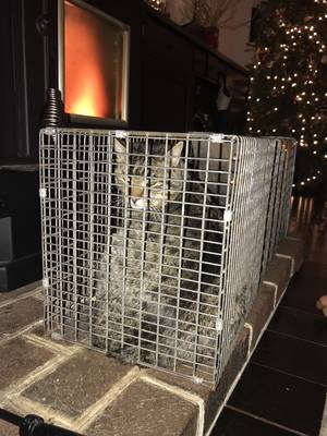 Safe Cat in Schwenksville, PA