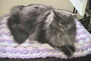 Safe Maine Coon in Chesterfield, VA