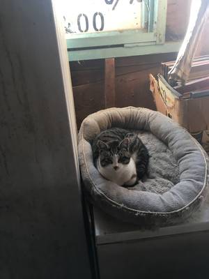 Safe Cat in Ashburnham, MA