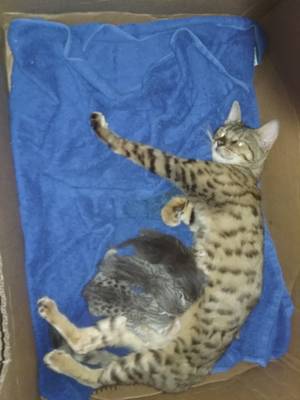 Safe Bengal cat in Chester, VA