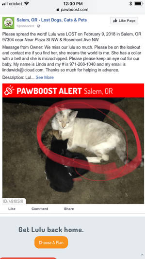 Safe Cat in Salem, OR