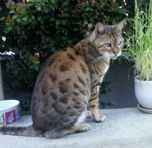 Safe Bengal cat in Lakewood, CA
