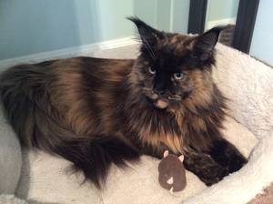 Safe Maine Coon in Simi Valley, CA