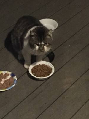 Safe Domestic Short Hair in Bergenfield, NJ