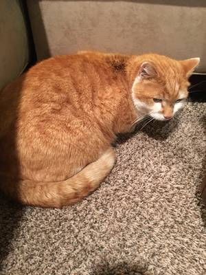 Safe Domestic Short Hair in Newtown Square, PA