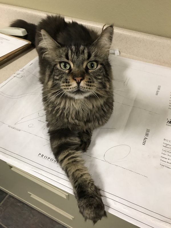 Safe Maine Coon in Tyler, TX