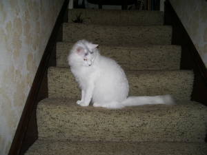 Safe Domestic Long Hair in Cleveland, OH