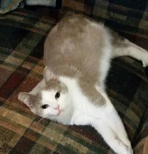 Safe Domestic Short Hair in Clarion, PA
