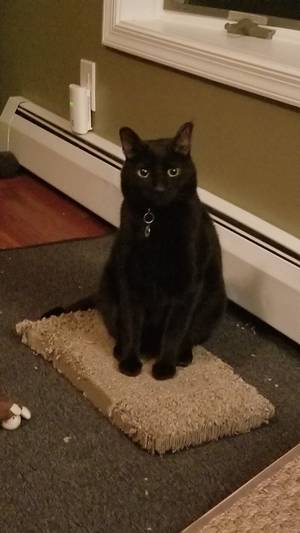 Safe Domestic Short Hair in Broad Brook, CT
