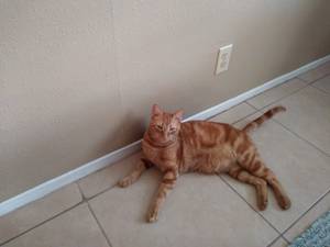 Safe Cat in Port Neches, TX