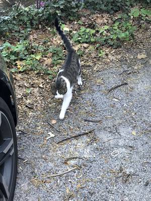 Safe Cat in Takoma Park, MD