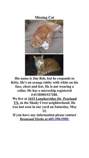 Safe Domestic Short Hair in Pearland, TX