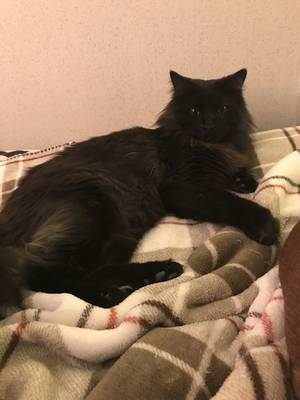 Safe Domestic Long Hair in Haslet, TX