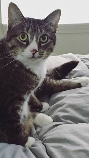 Safe American Shorthair in Chicago, IL