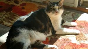Safe American Shorthair in Irwin, PA