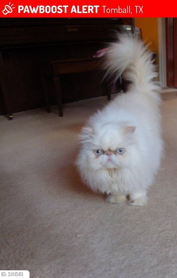Safe Persian in Tomball, TX