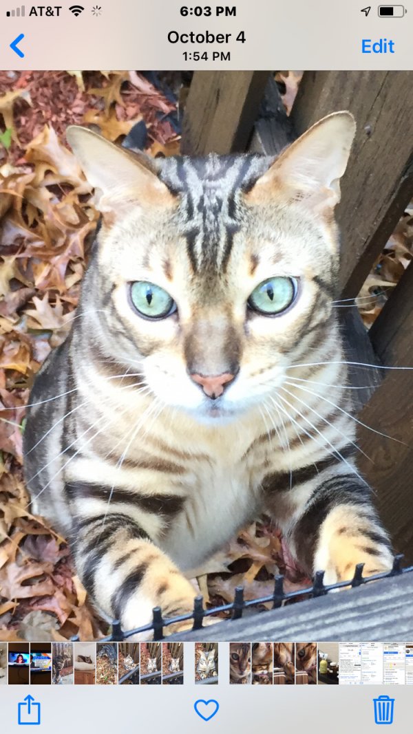 Safe Bengal cat in North Wales, PA