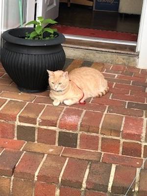 Safe Cat in Arlington, VA