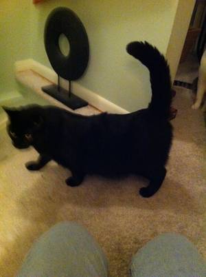 Safe Domestic Short Hair in Baltimore, MD