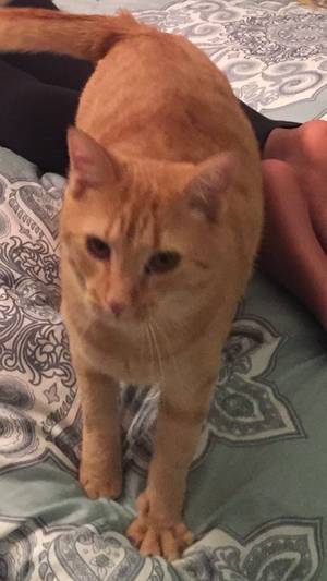 Safe Domestic Short Hair in Columbia, MD