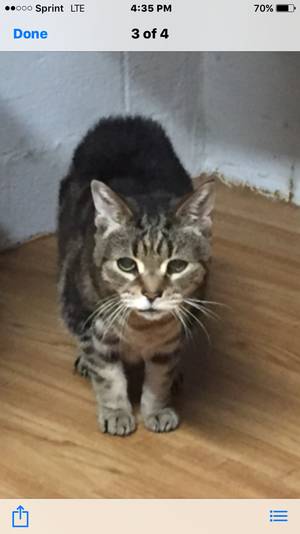 Safe Domestic Short Hair in Pittsburgh, PA
