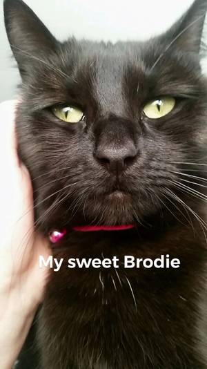Safe Domestic Short Hair in Haverhill, MA