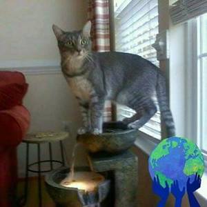 Safe Domestic Short Hair in Brookeville, MD