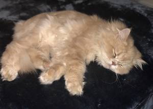 Safe Persian in Plano, TX