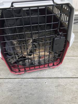 Safe Cat in Staten Island, NY