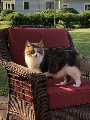 Safe Domestic Long Hair in Trumbull, CT
