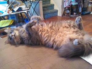 Safe Maine Coon in Lykens, PA