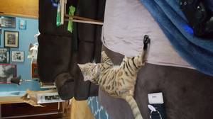 Safe Bengal cat in Moorhead, MN US