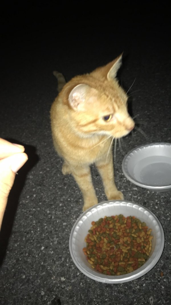 Safe Cat in Randallstown, MD