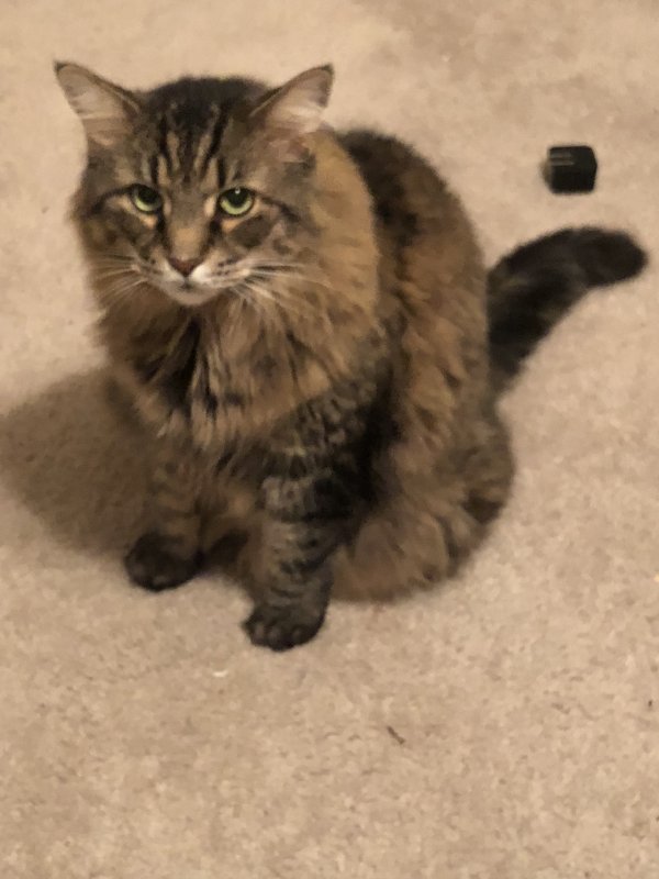 Safe Maine Coon in New Braunfels, TX