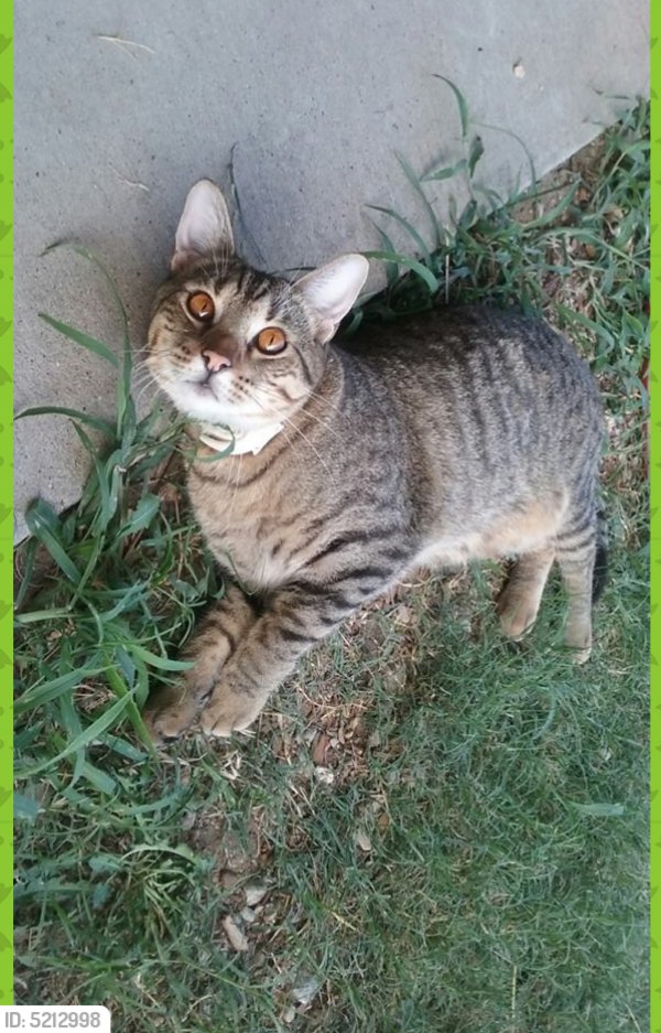 Safe American Shorthair in Fort Worth, TX