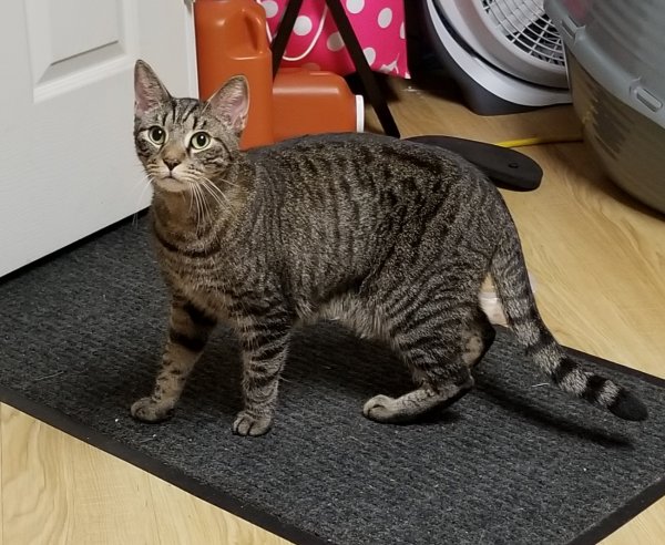 Safe American Shorthair in Norristown, PA