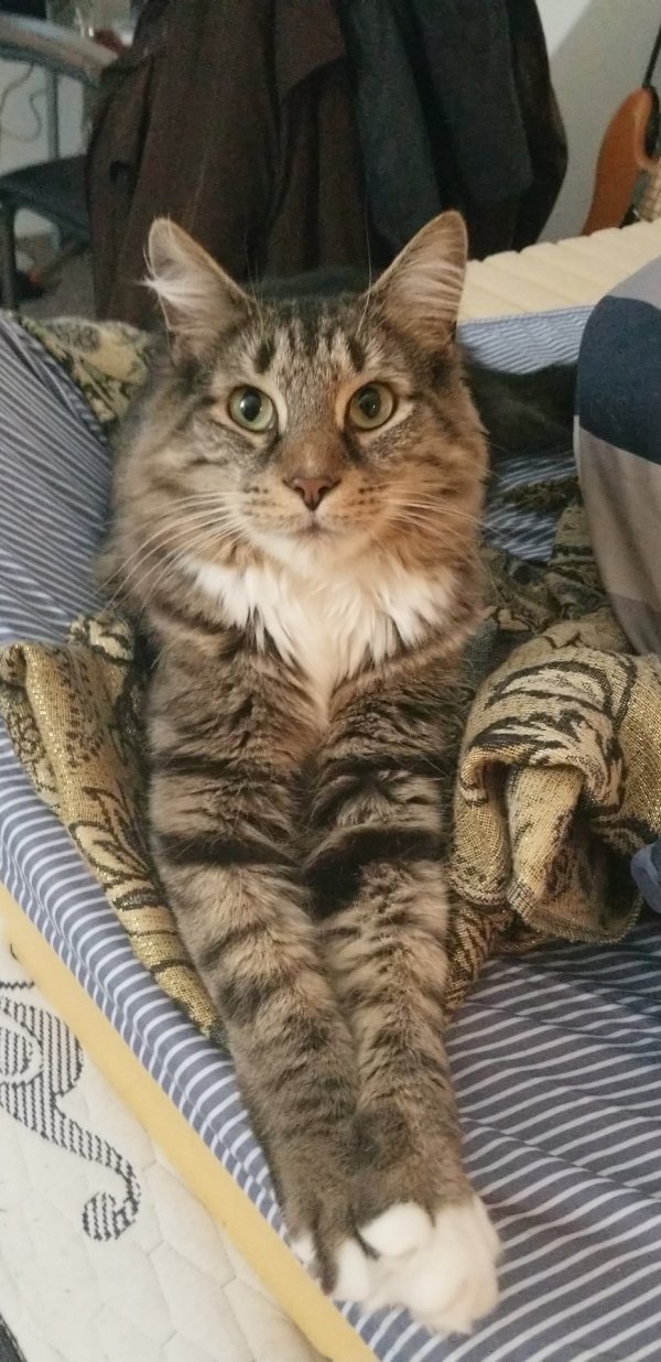 Safe Maine Coon in Bethesda, MD