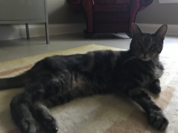 Safe Domestic Short Hair in New Market, MD