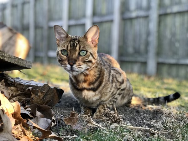 Safe Bengal cat in Homer Glen, IL