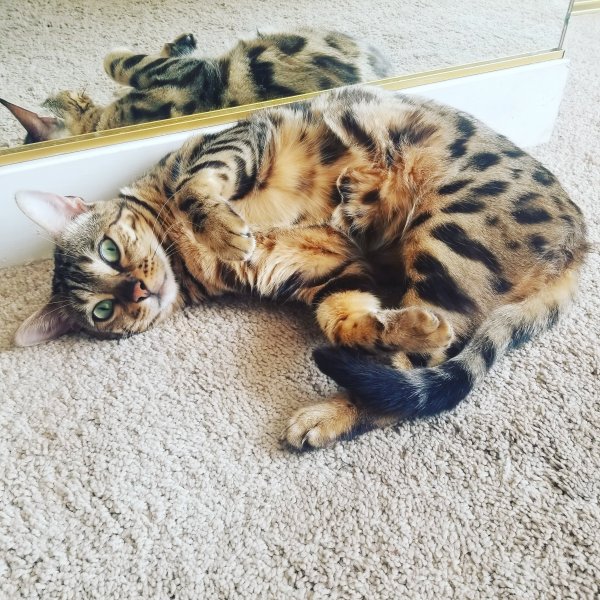 Safe Bengal cat in Beverly Hills, CA US