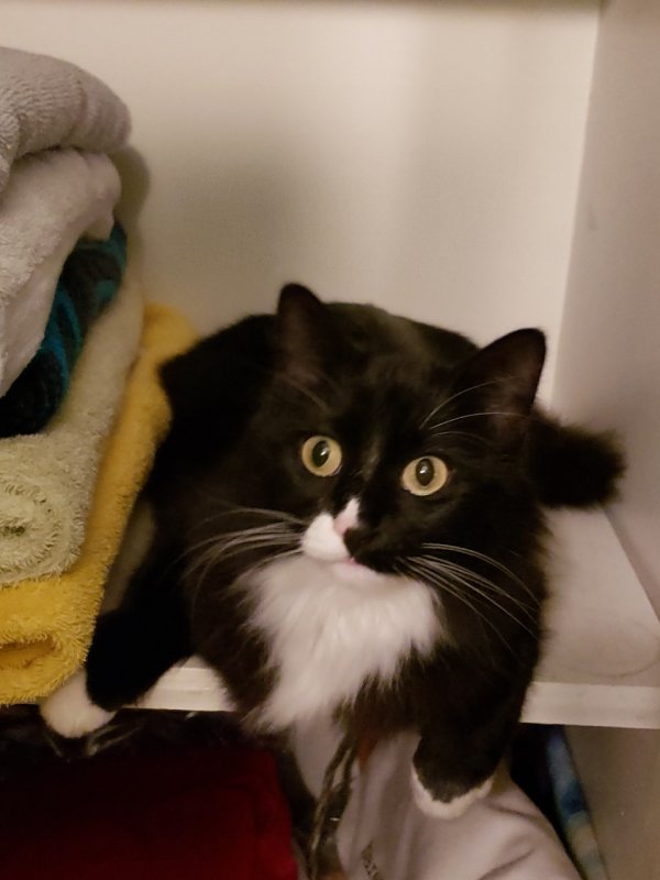 Safe Domestic Long Hair in Granby, CT