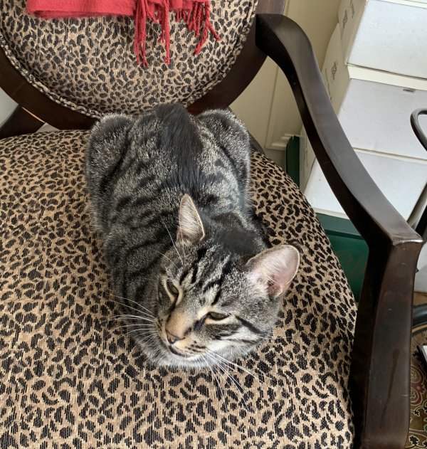 Safe Domestic Short Hair in Bethesda, MD